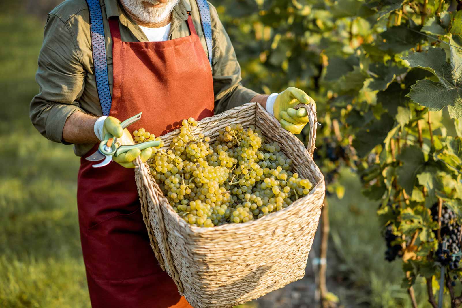 picking-grapes-old-man-1